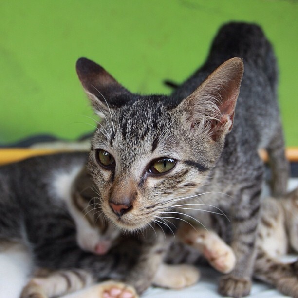 こちらを見る、しま模様の子猫