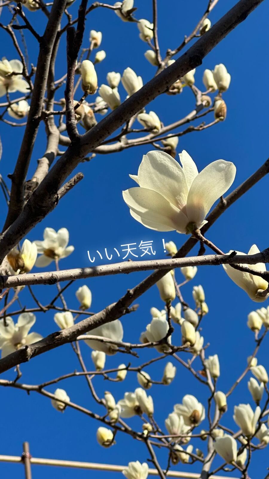 青空に咲く、白い木蓮