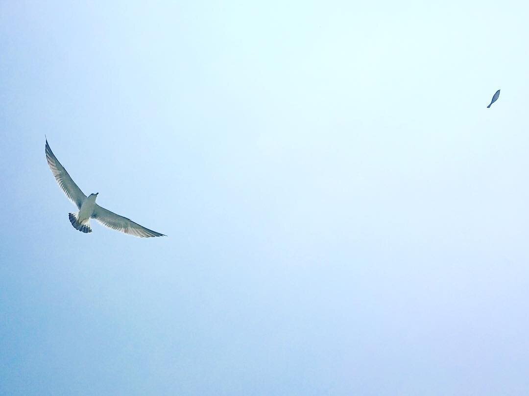 白い空を飛ぶ一羽のカモメ