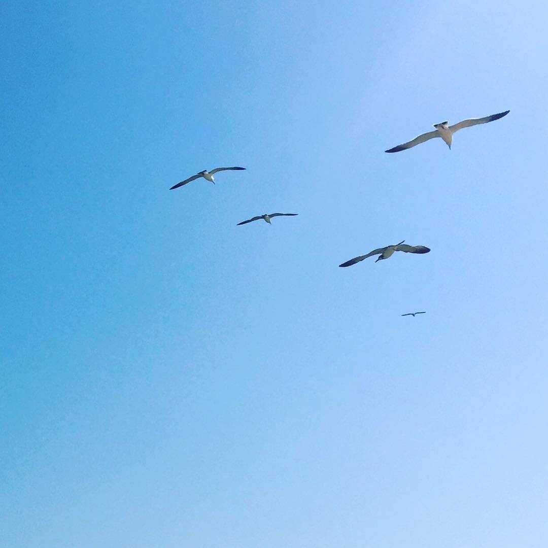 青空を飛ぶカモメたち
