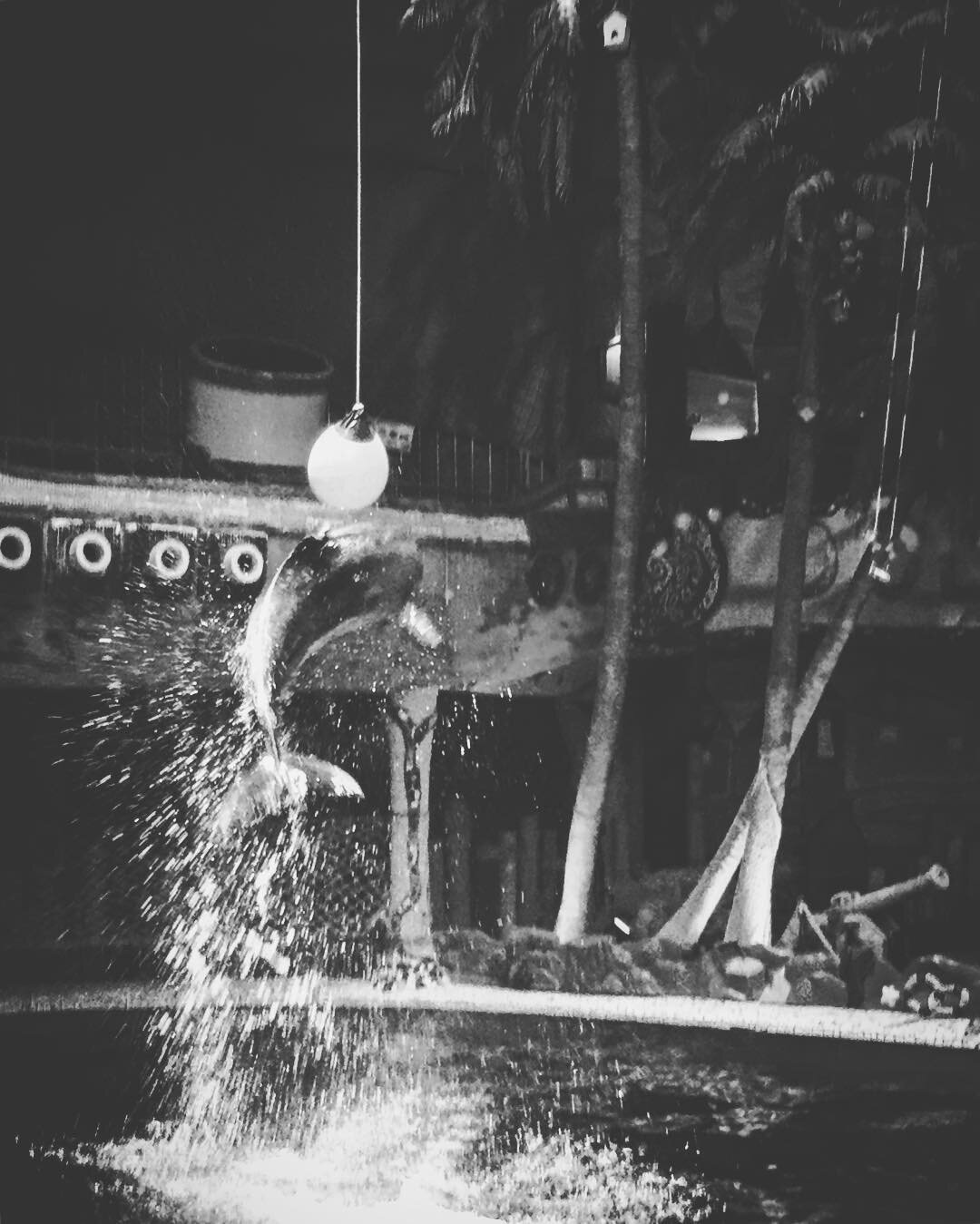 水しぶきをあげて跳ぶイルカ