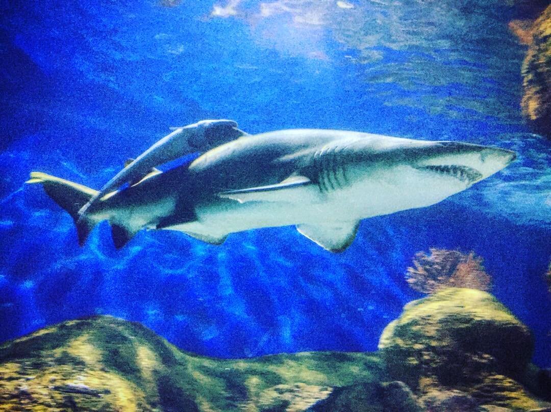 青い水槽を泳ぐサメ