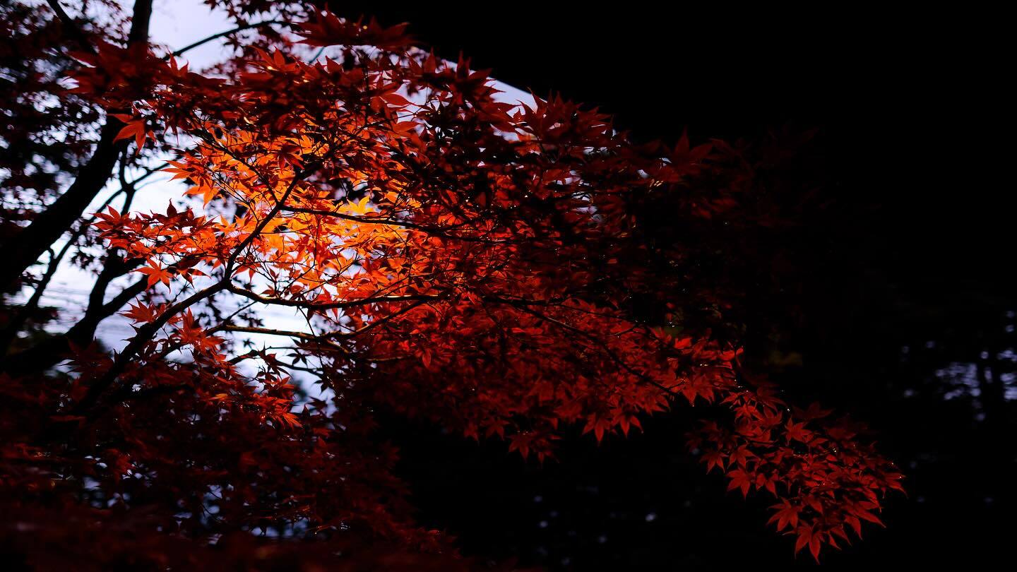 夕方の光にすける、真っ赤なもみじ