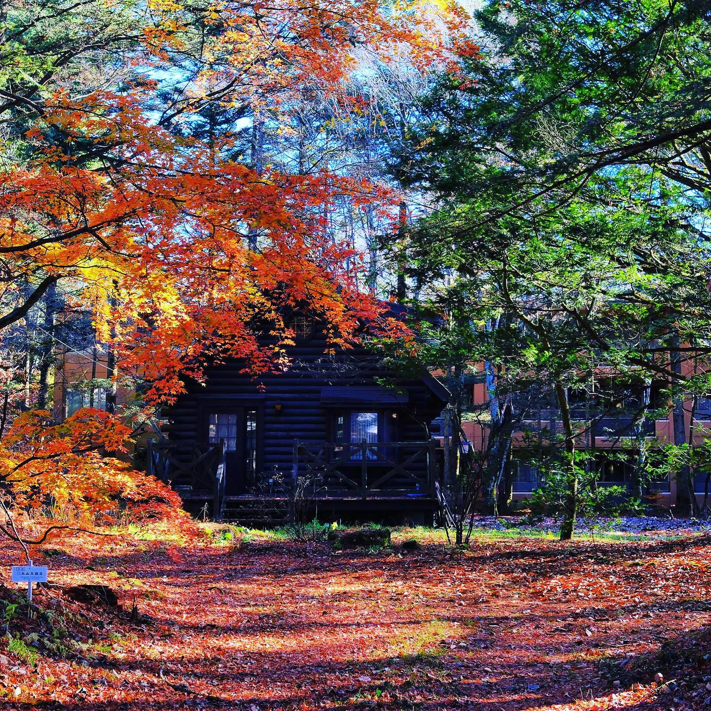 紅葉の林と、落ち葉のじゅうたん