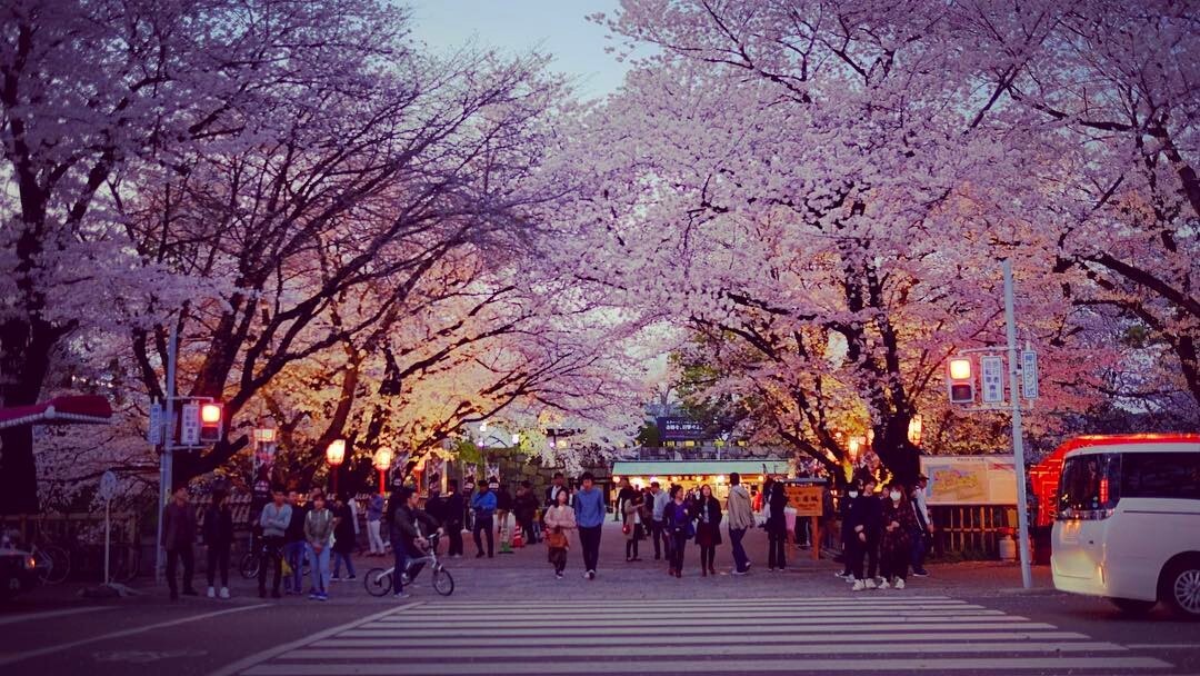 夕方の名古屋城、満開の桜のトンネル