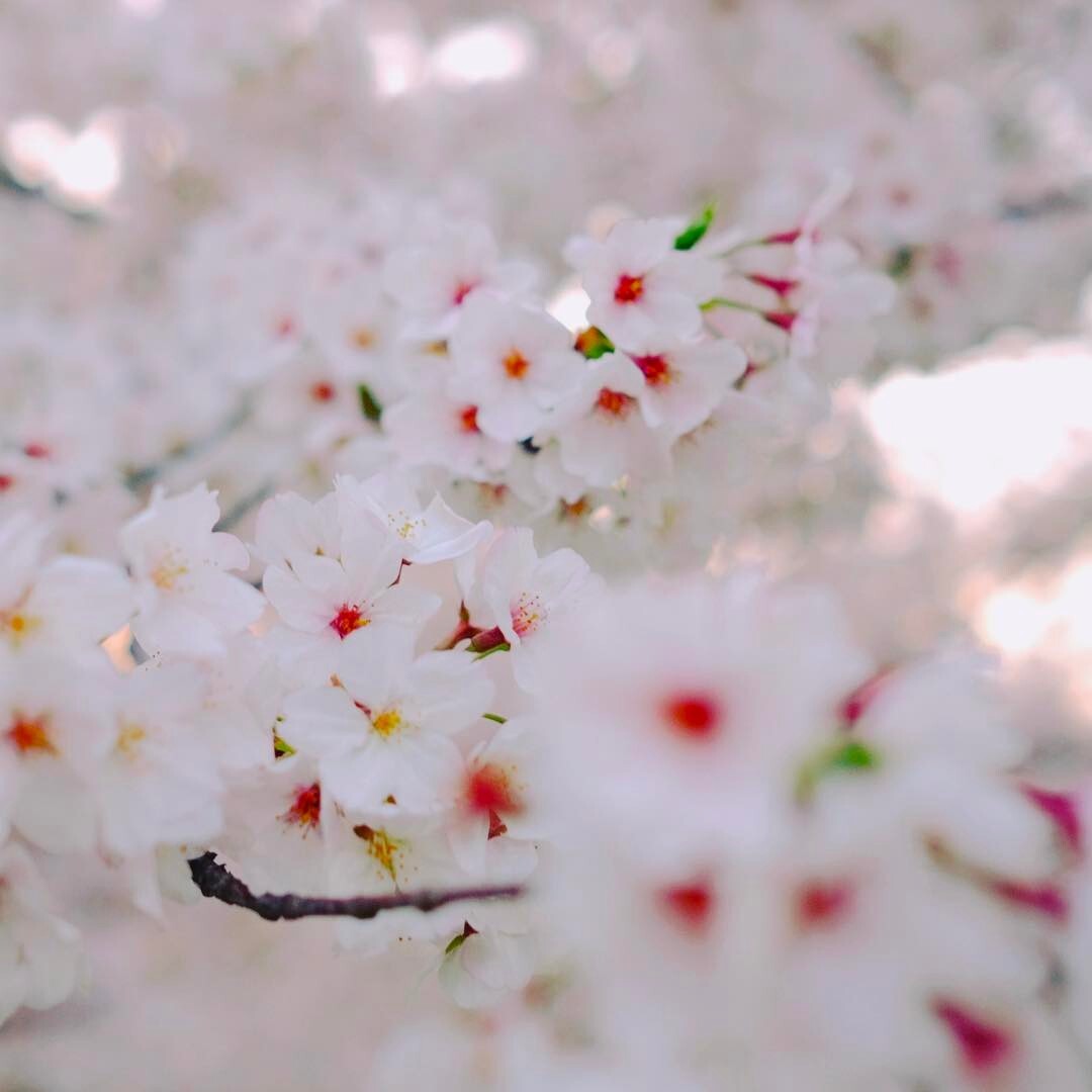 枝いっぱいの白い桜