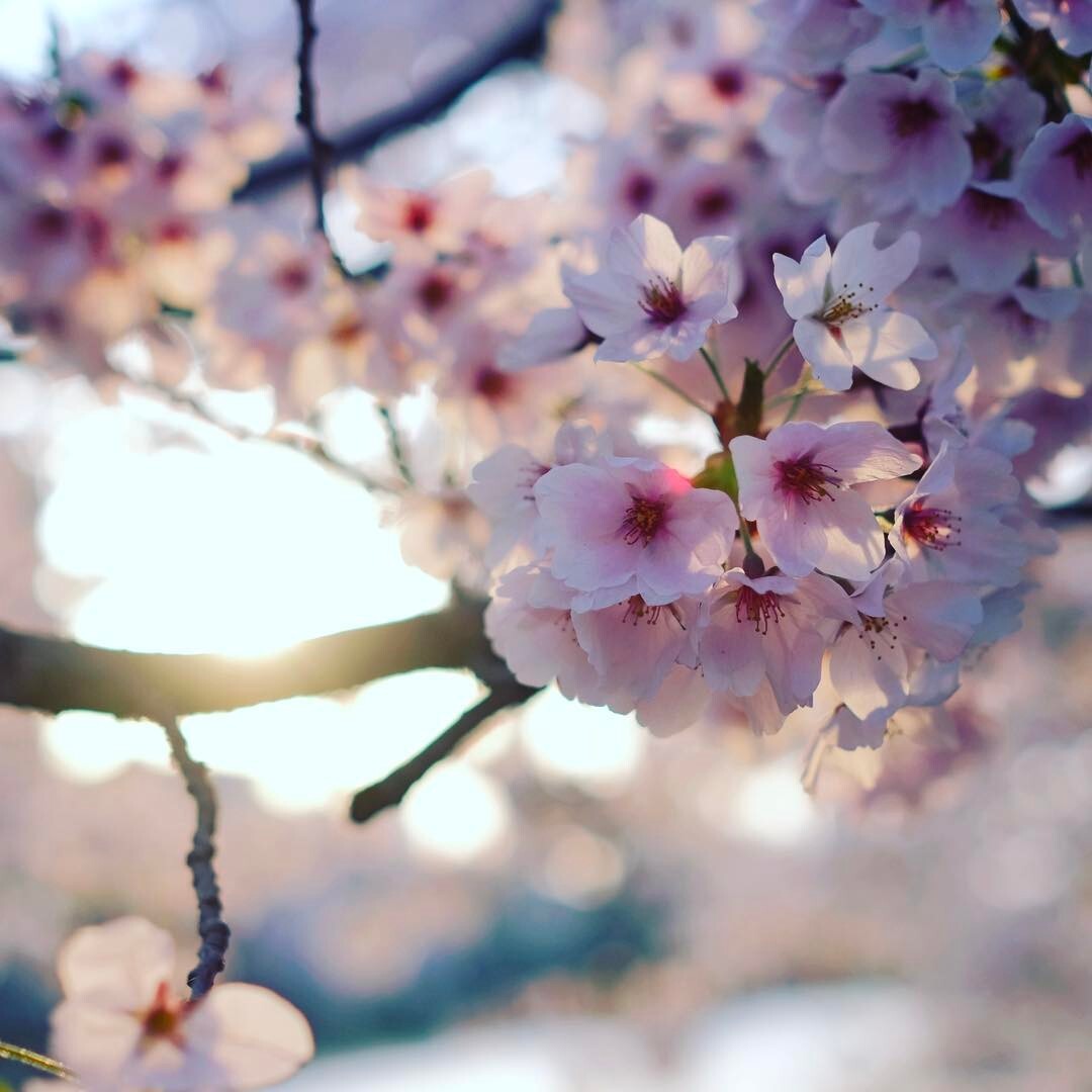 青空の下の桜の枝