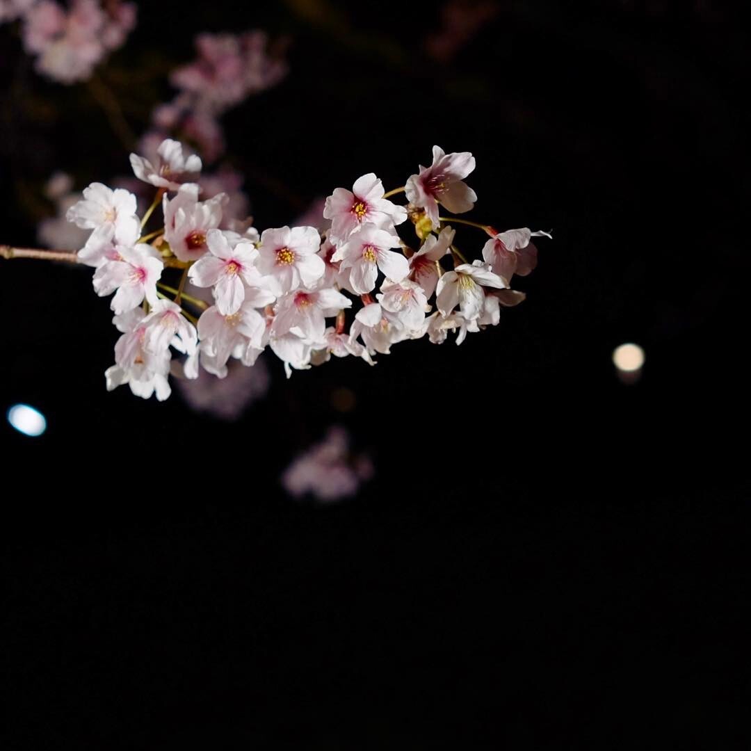暗闇にうかぶ桜のひと枝