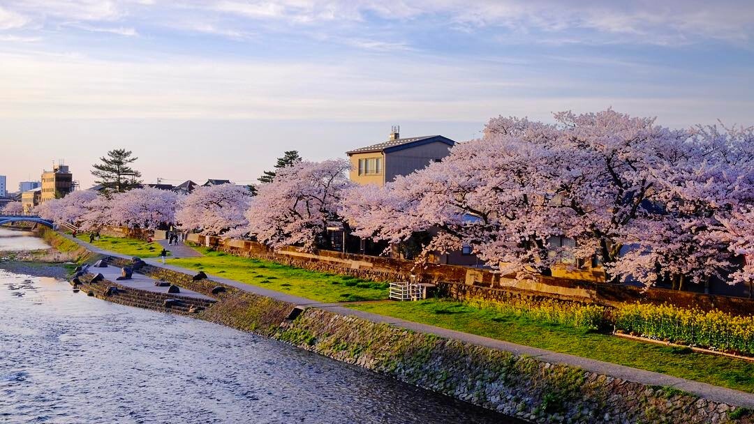 夕方の川岸に続く桜並木