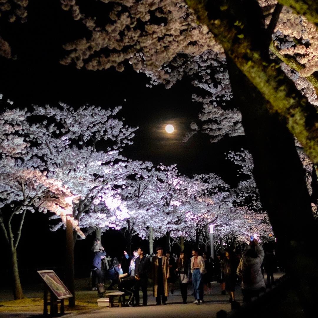 夜の桜と、まるい月