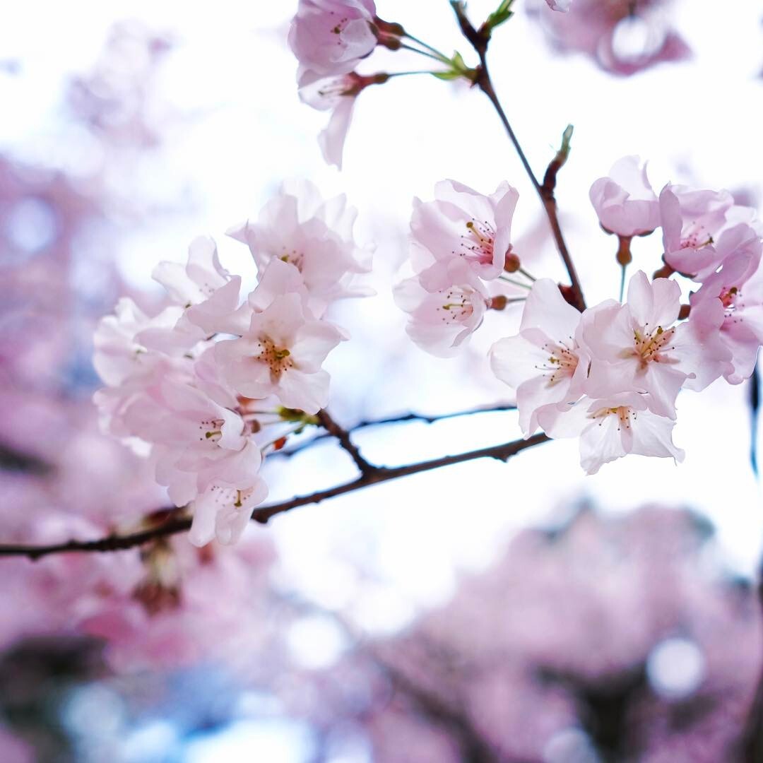 逆光の桜