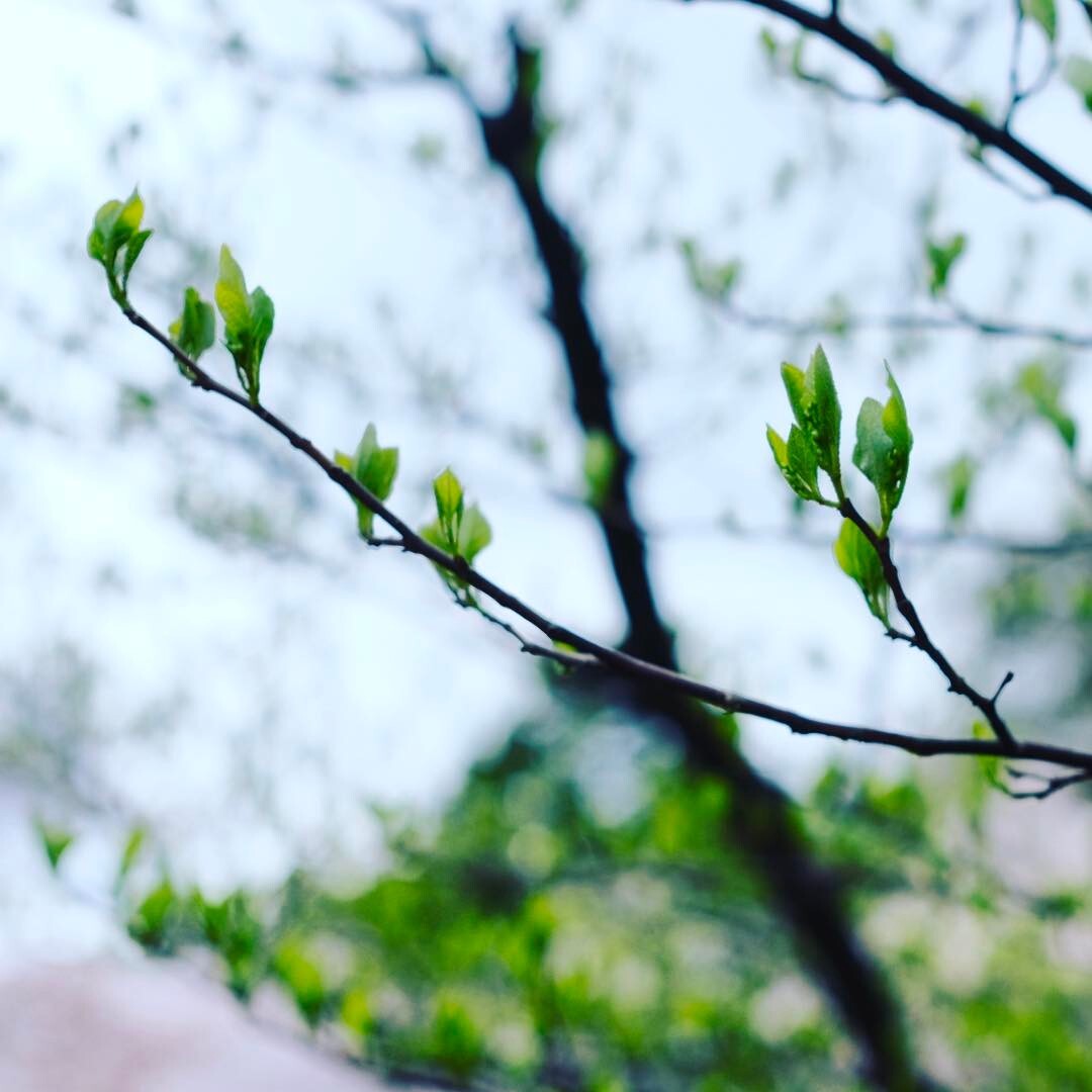 若葉の芽吹いた細い枝