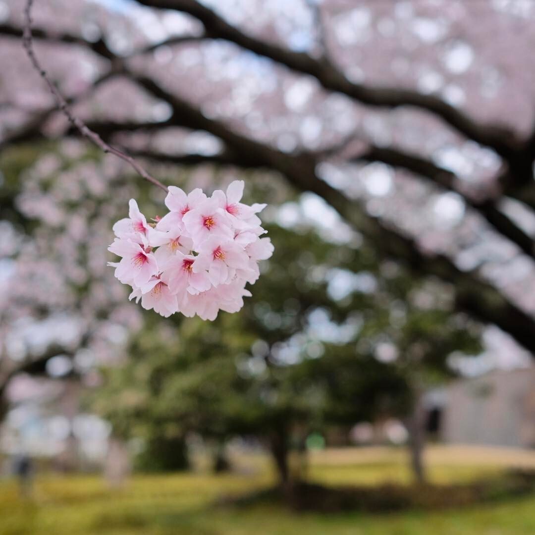 桜の花のアップ