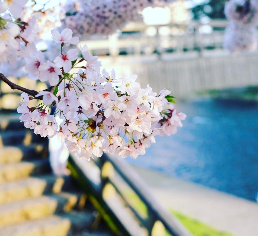 川の上にせり出す桜