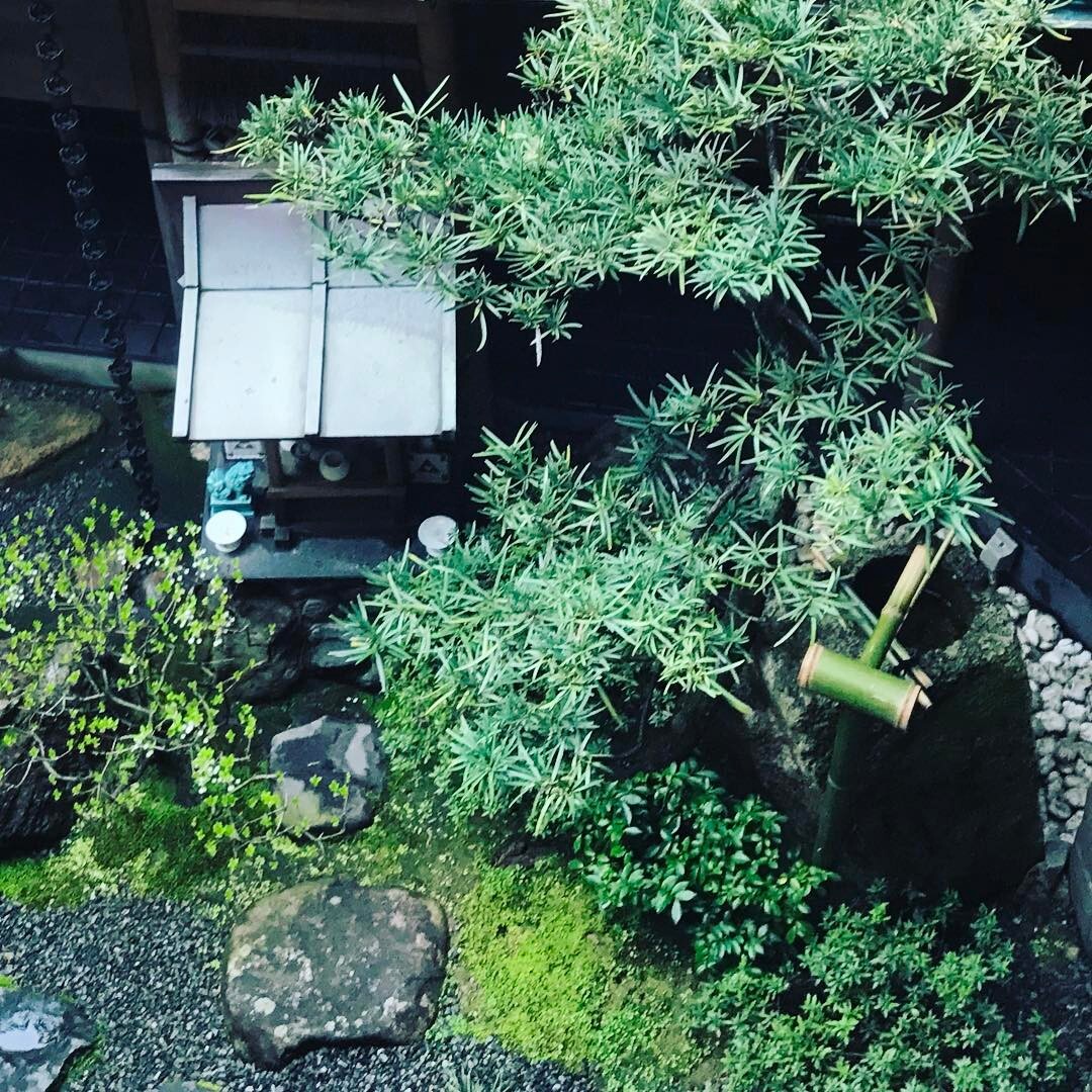 石灯籠と松の小さな庭