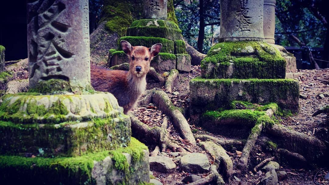 苔の上に立つ鹿