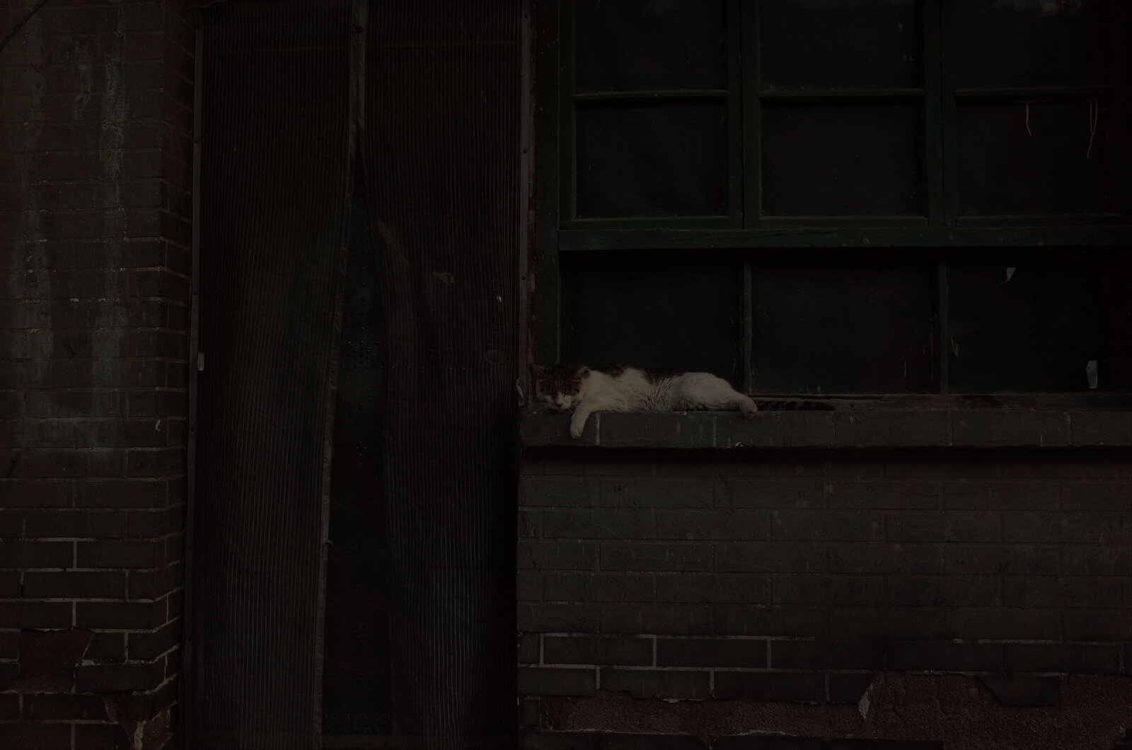 窓辺の猫