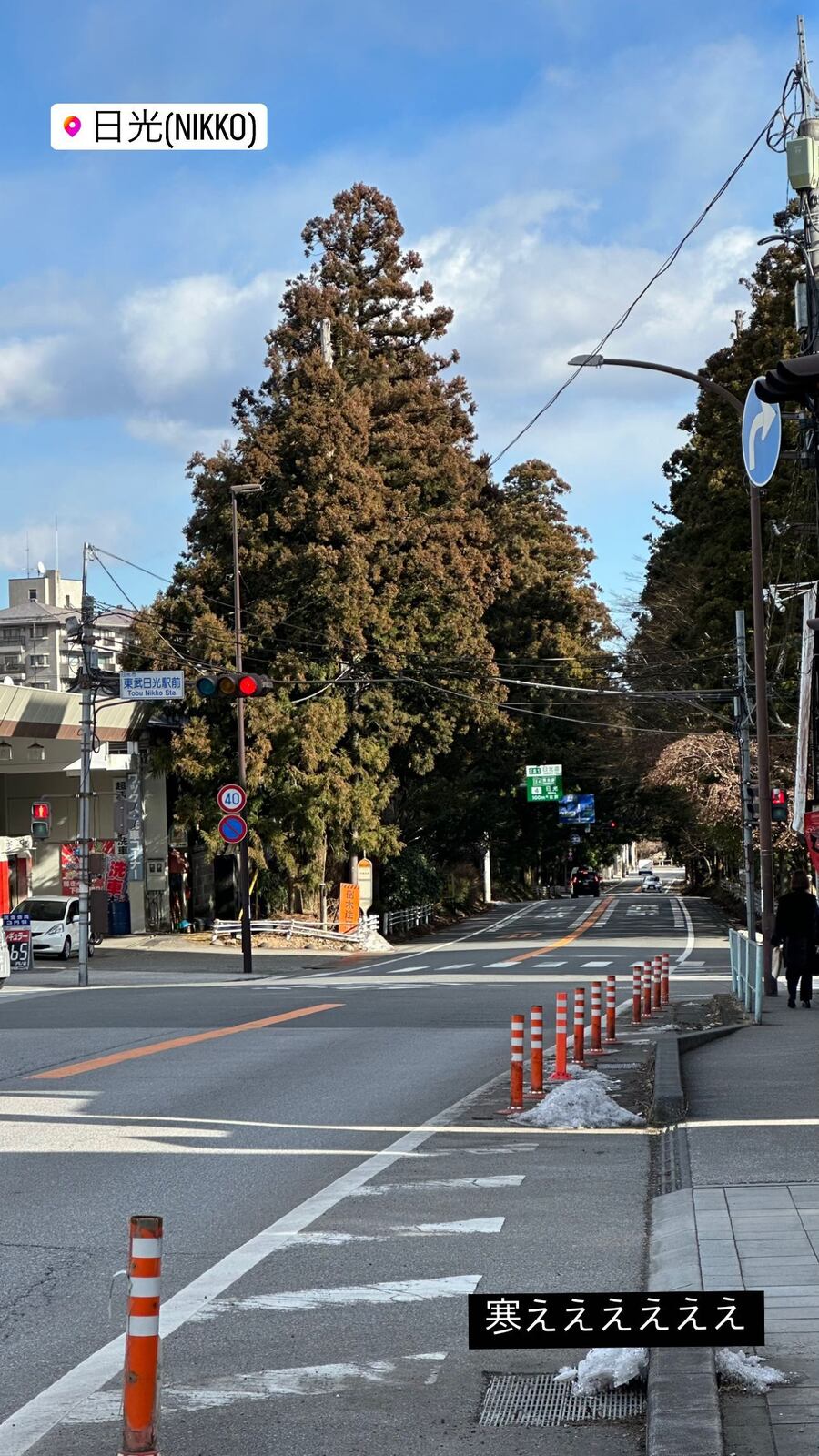 杉並木と、道端に残る雪