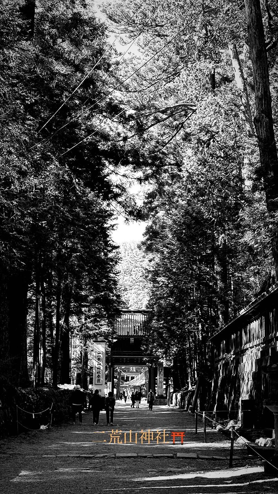 杉に囲まれた参道（モノクロ）