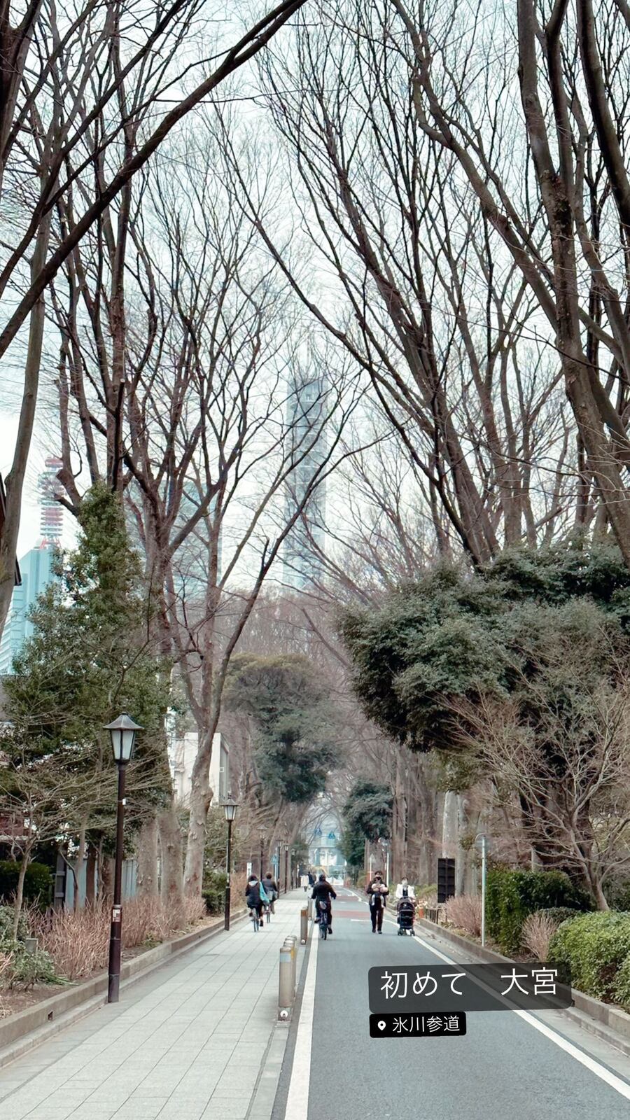 冬の木立がつづく、氷川参道
