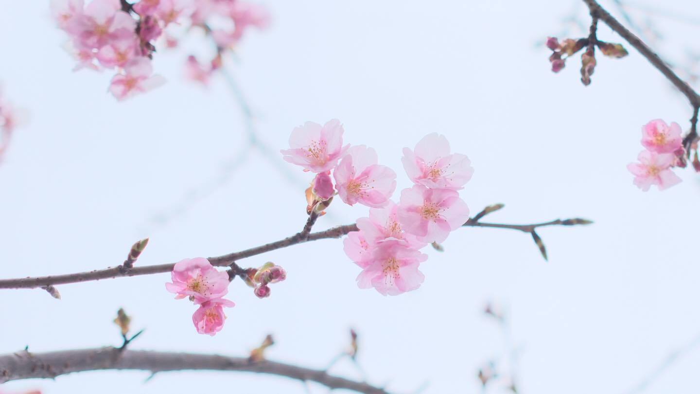枝の先の、ピンクの河津桜