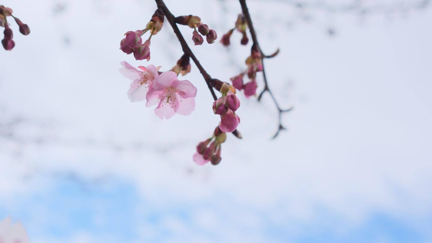 青空に咲く、河津桜