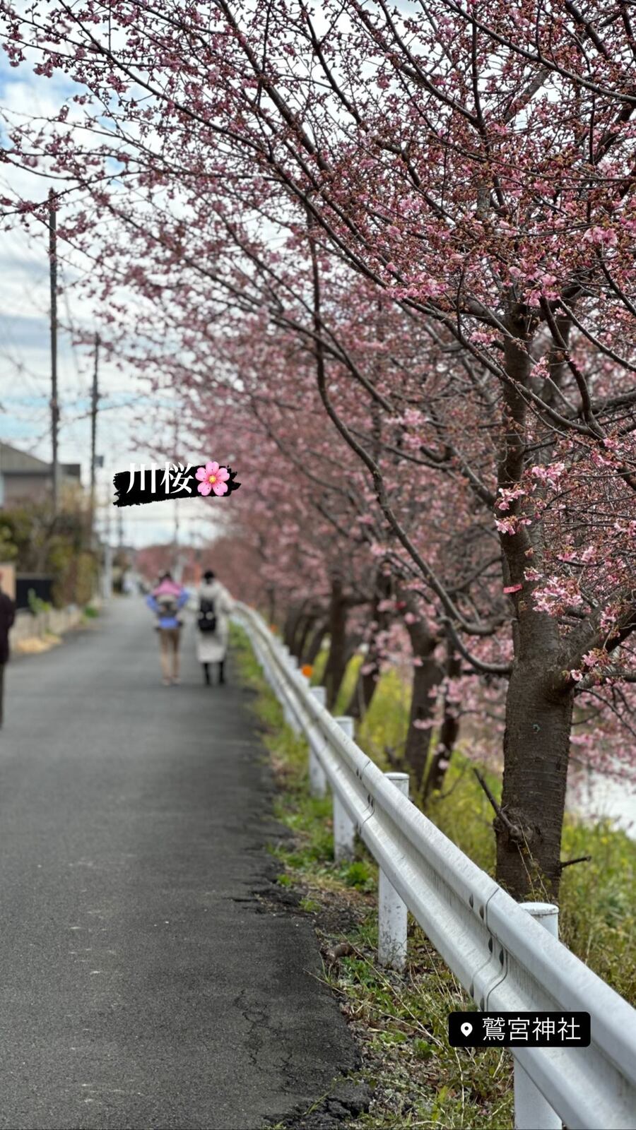 川沿いの道につづく、河津桜の並木