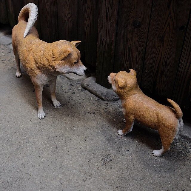 向かい合う二匹の犬