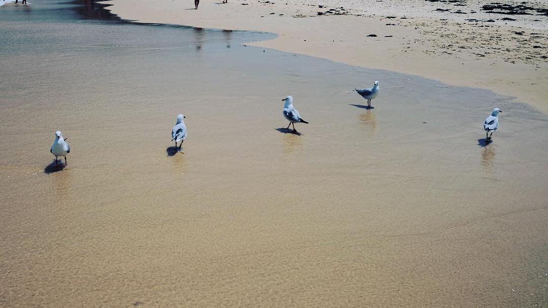 砂浜にならんだカモメ