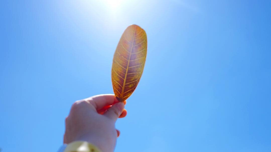 青空にかざした一枚の葉