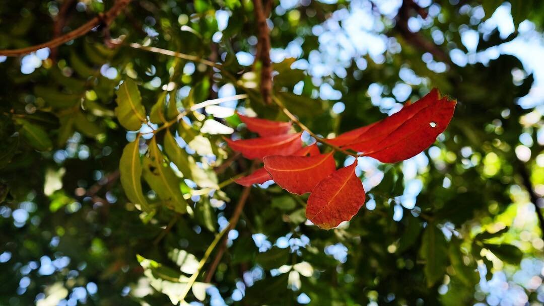 緑の葉のあいだの紅い花