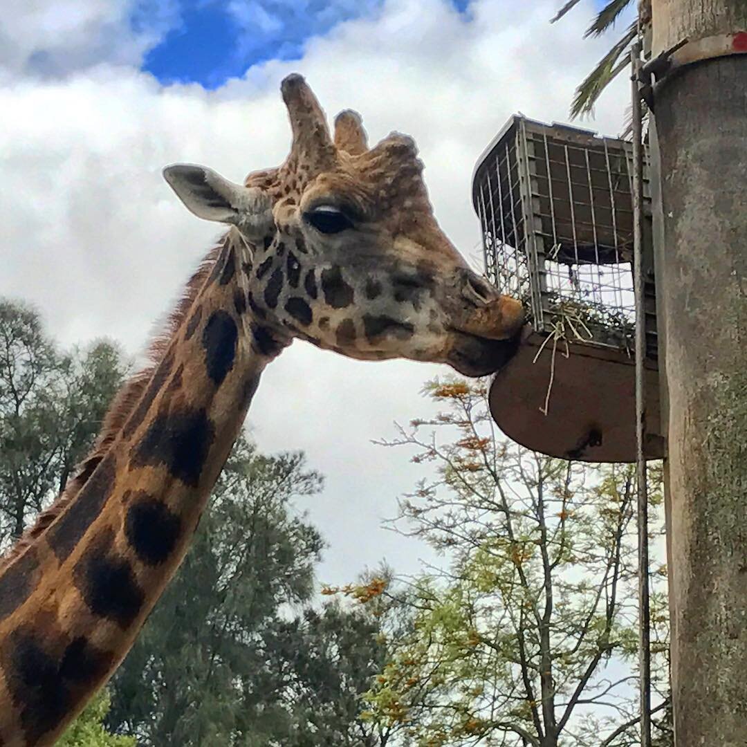 餌をたべるキリン