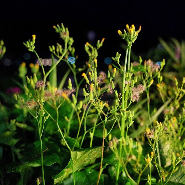 夕暮れの草花