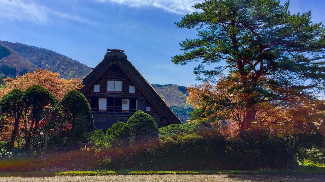 松の木と合掌造りの屋根