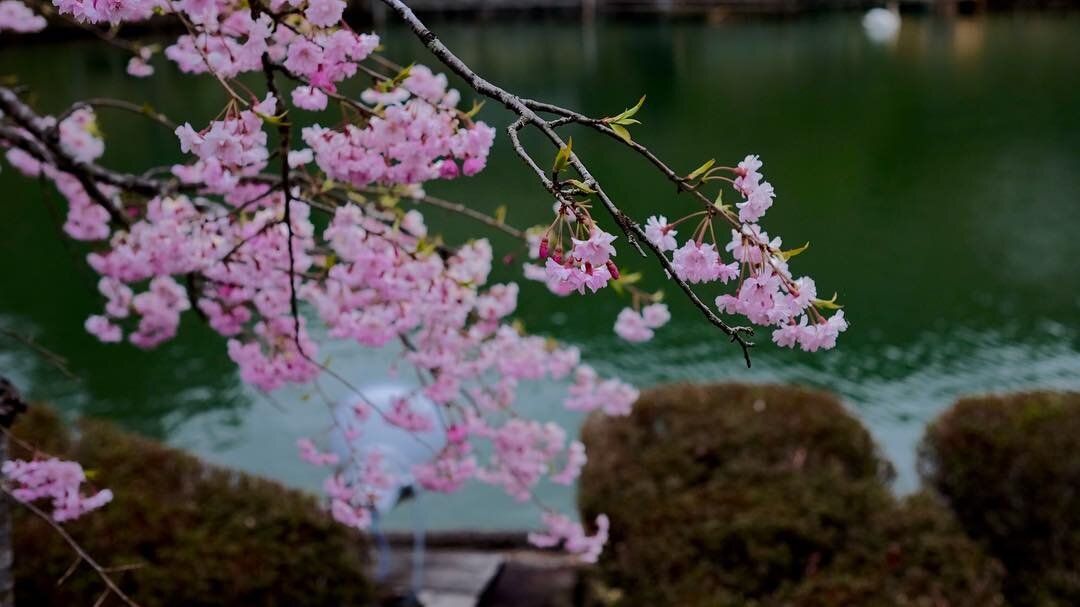 川の上に咲く桜