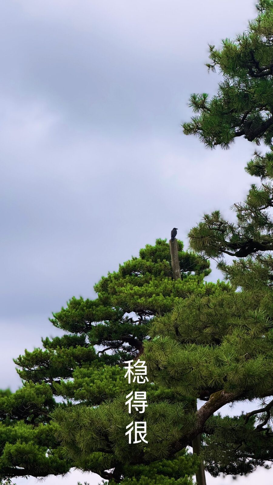 曇り空の下の大きな松と、枝にとまる鳥