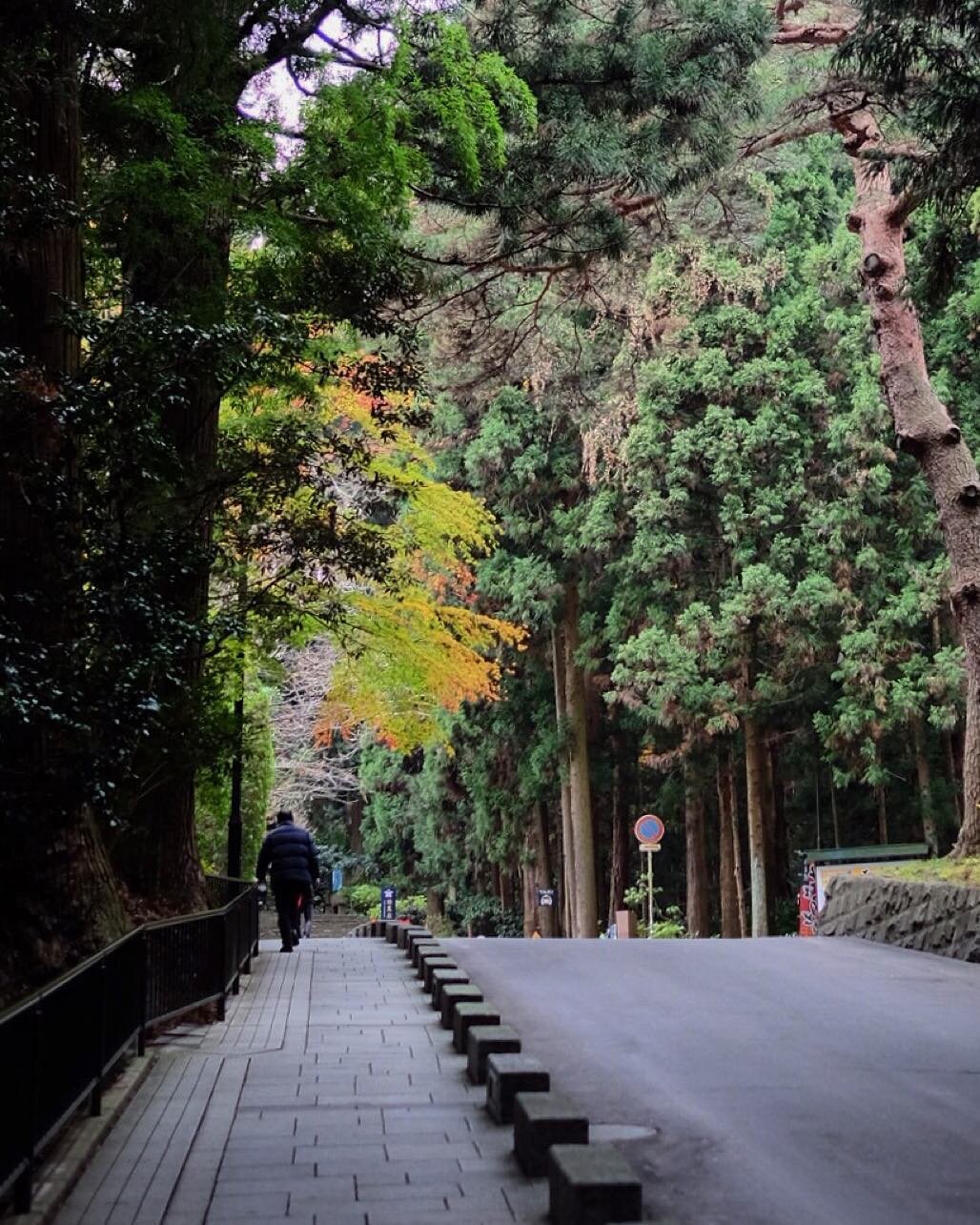 杉並木の参道
