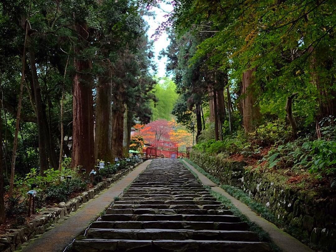 杉にはさまれた石段と、その先の紅葉