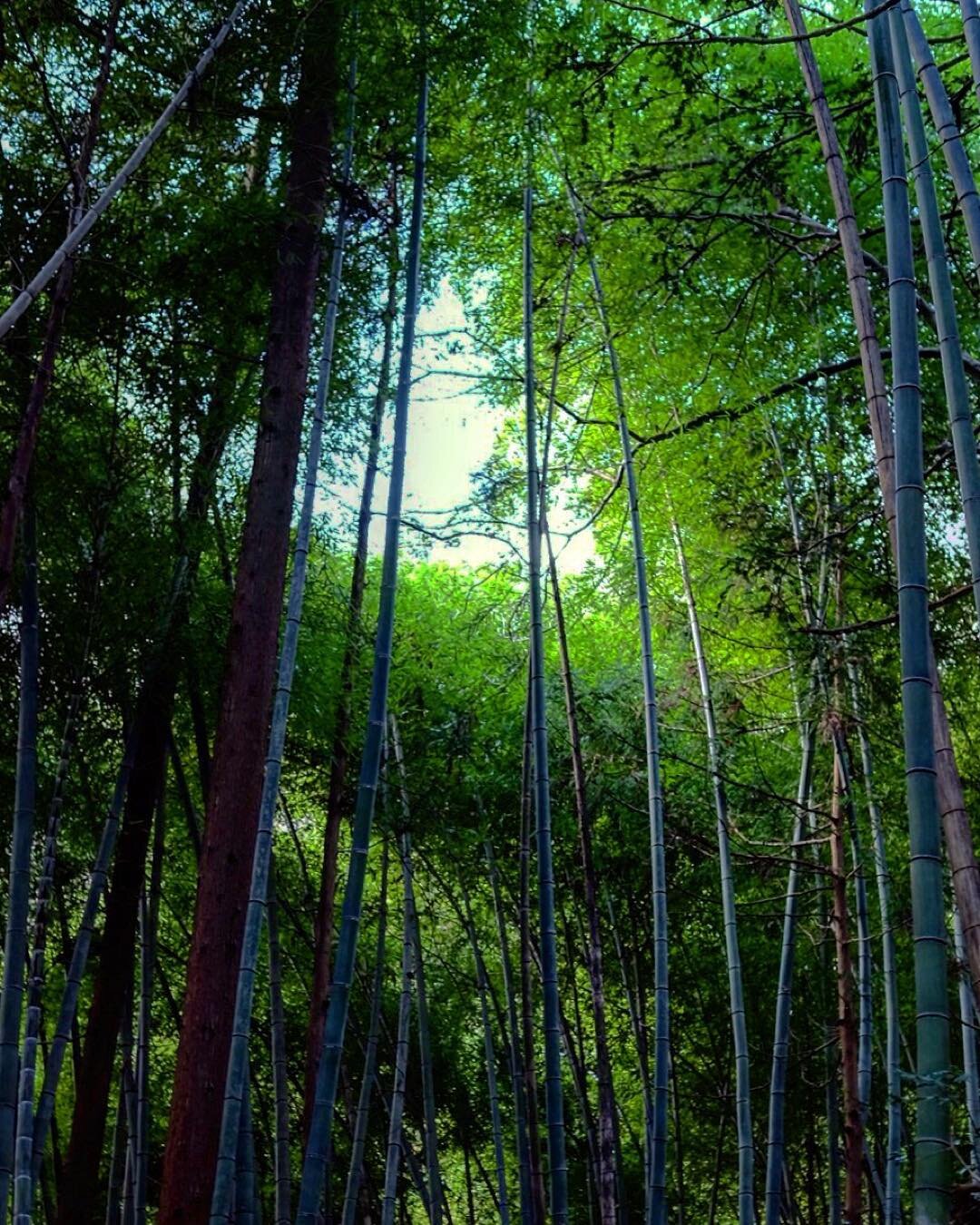 見上げた竹林