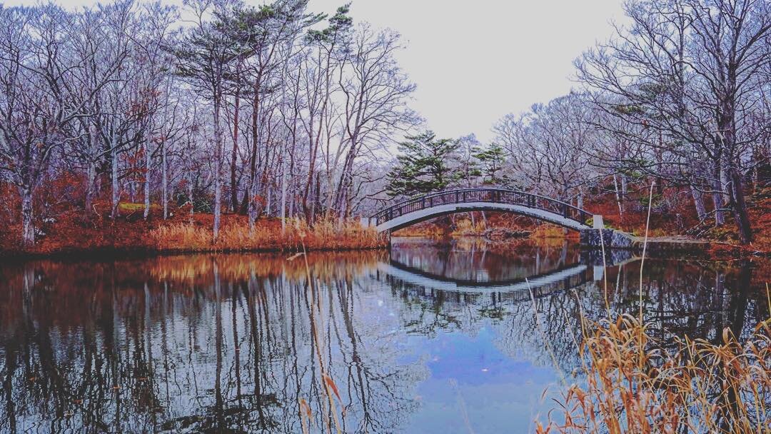冬枯れの木と、水に映る橋
