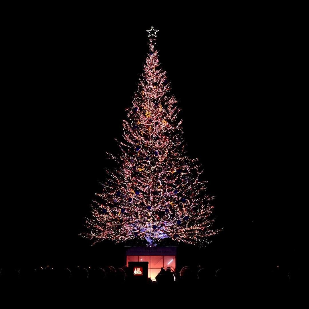 夜の海辺の大きなクリスマスツリー