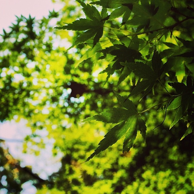 日にすける青もみじ