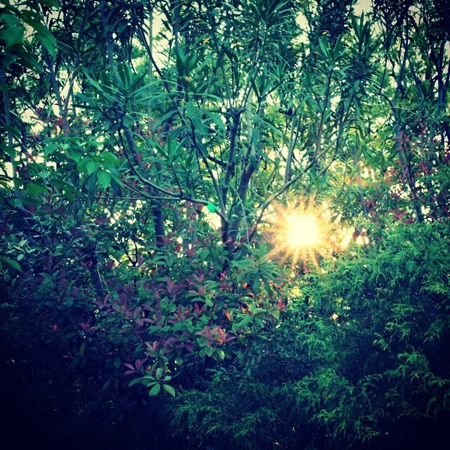 木々のすきまの夕日
