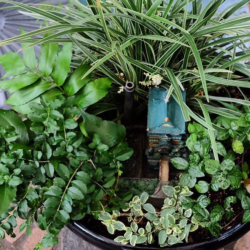 鉢植えの緑の中の小さな家