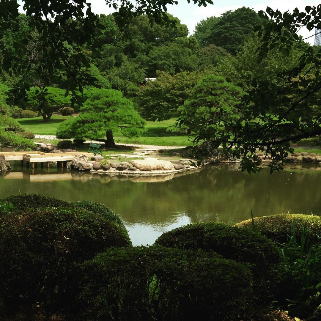 夏の新宿御苑の池と、こんもりした木々