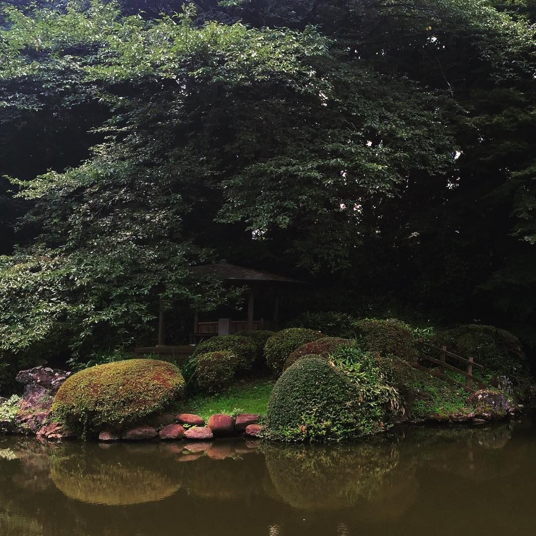 池のほとりの緑
