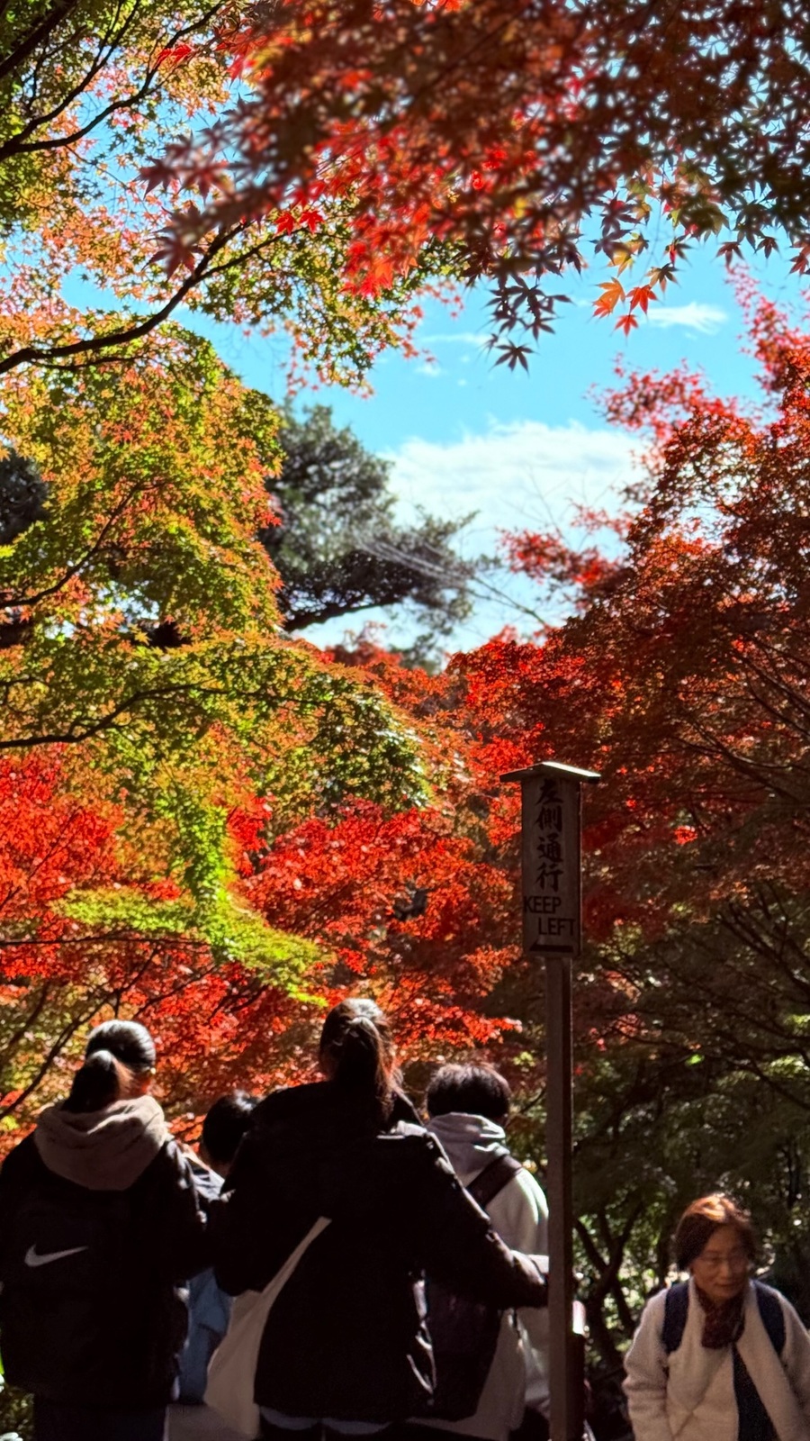 鎌倉の真っ赤な紅葉