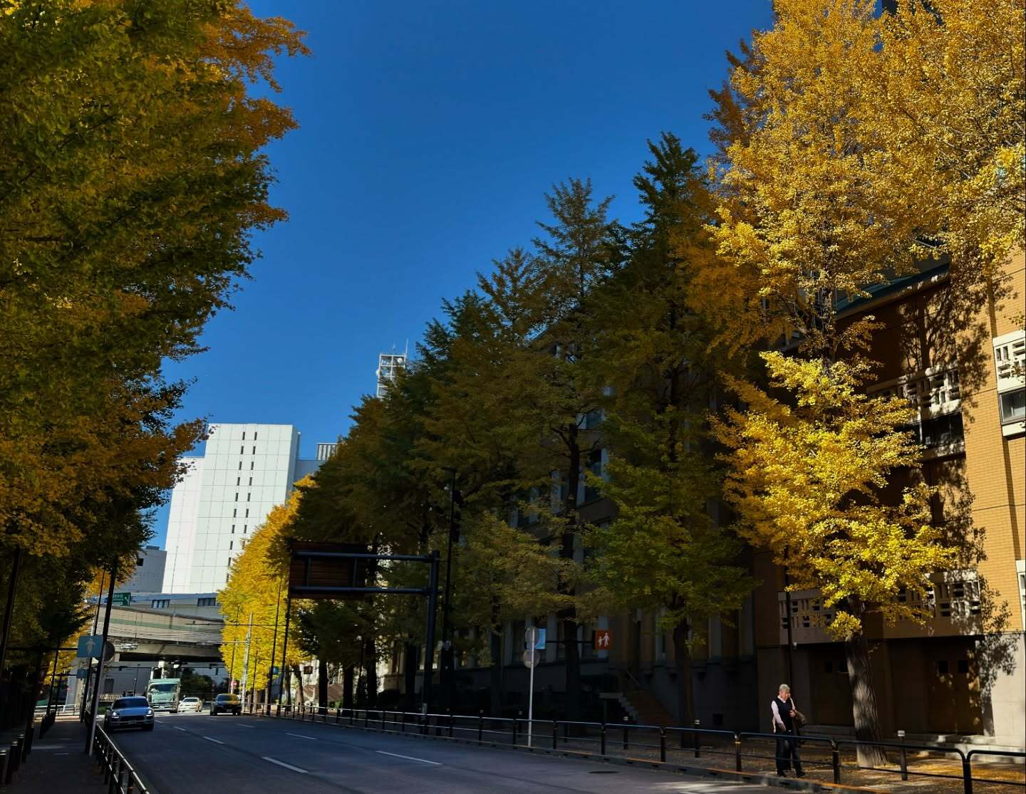 青空の下、銀杏並木
