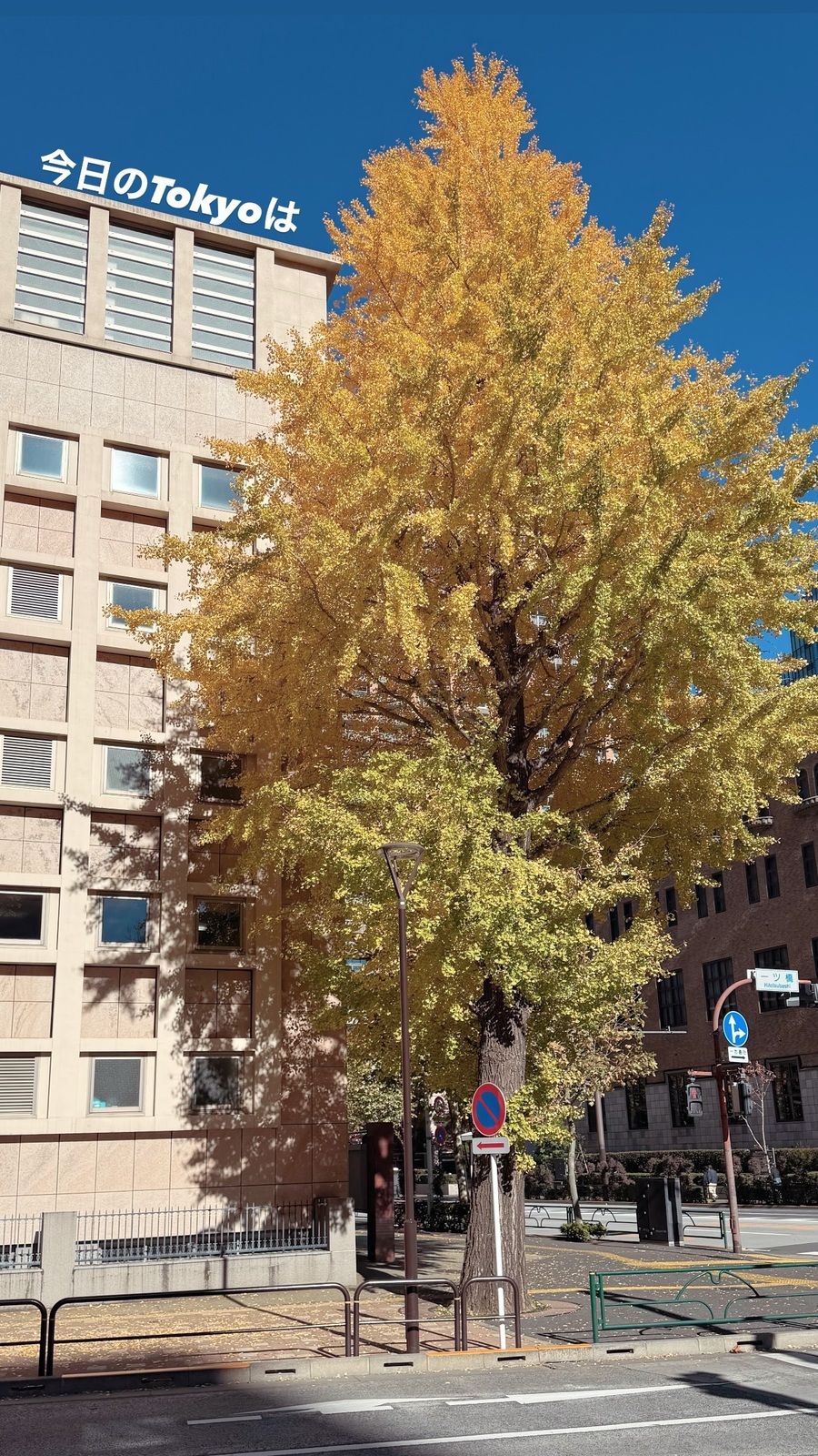 ビルの前の、黄色い銀杏