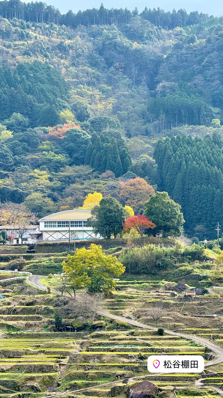 紅葉の山と、段々の田んぼ